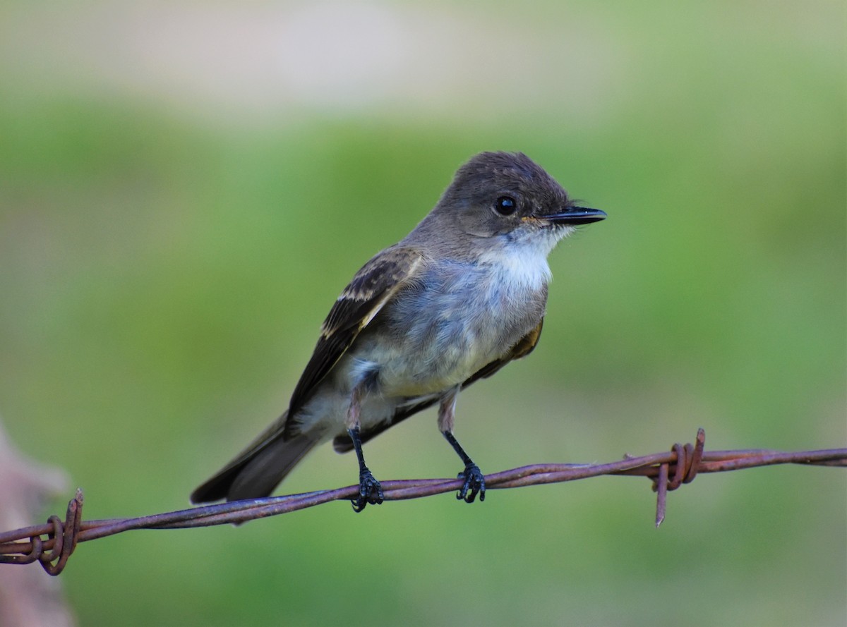 Eastern Phoebe - Mark Greene