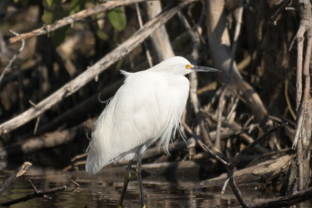 Snowy Egret - ML352880931