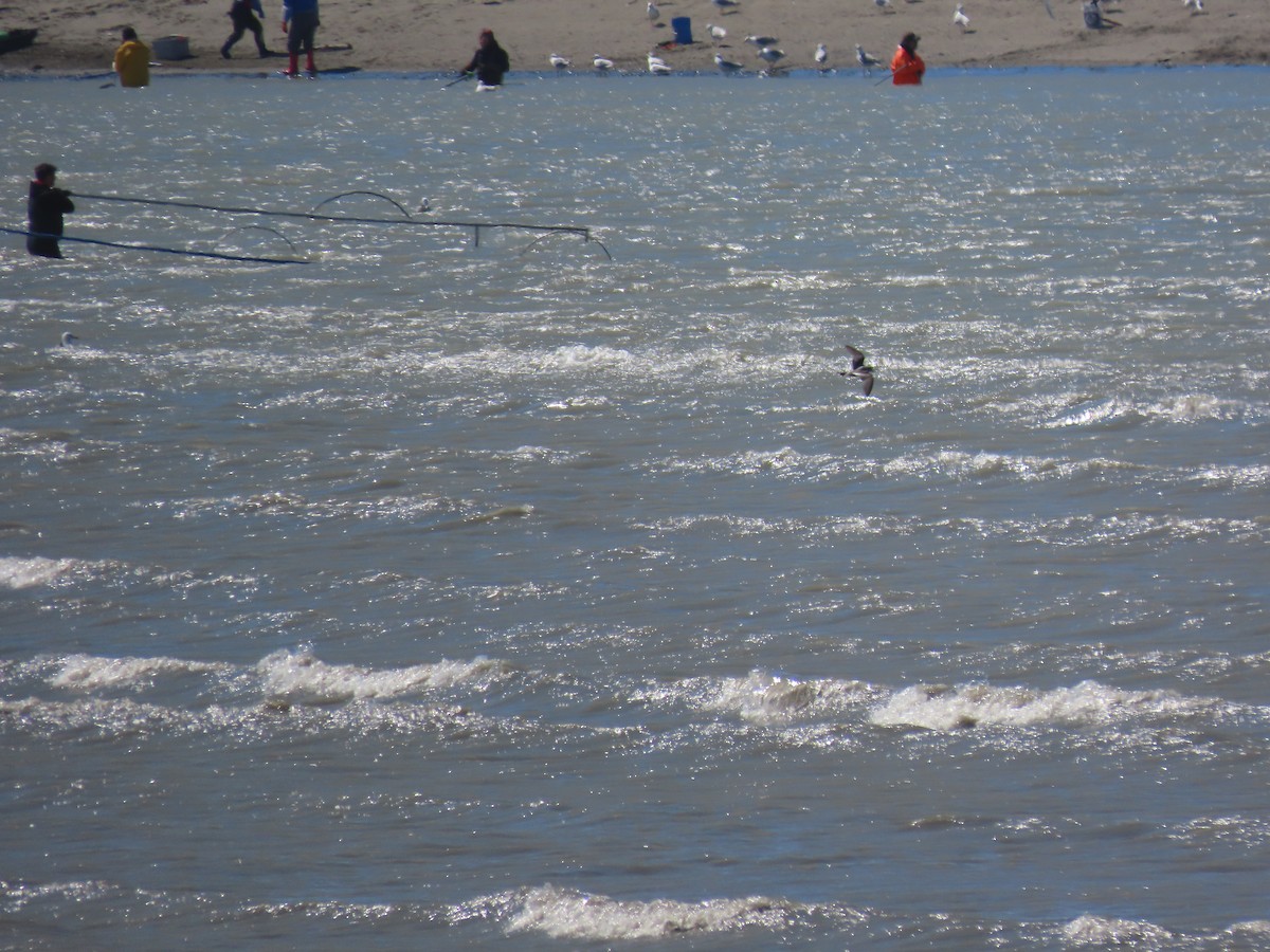 Fork-tailed Storm-Petrel - Laura Burke