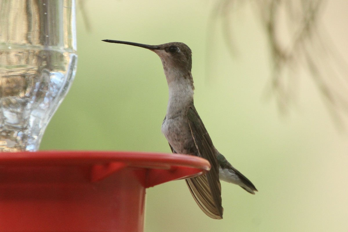 Black-chinned Hummingbird - ML352883571