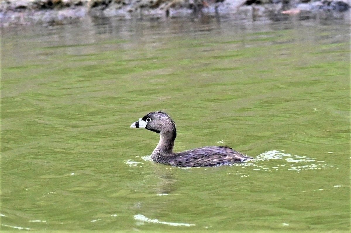 Pied-billed Grebe - Dylan Law