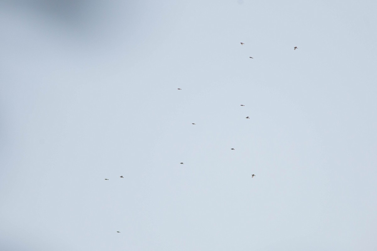 Txirta lepagorria - ML352885151