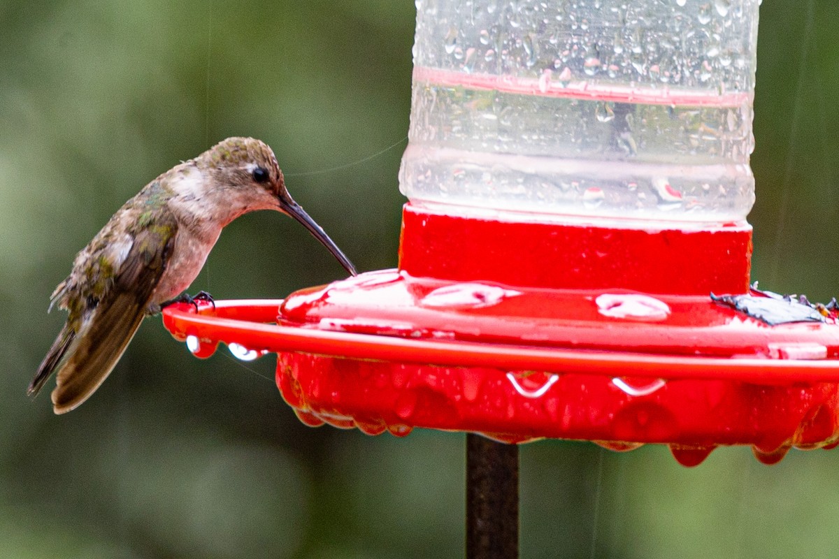 Black-chinned Hummingbird - Harvey Laas