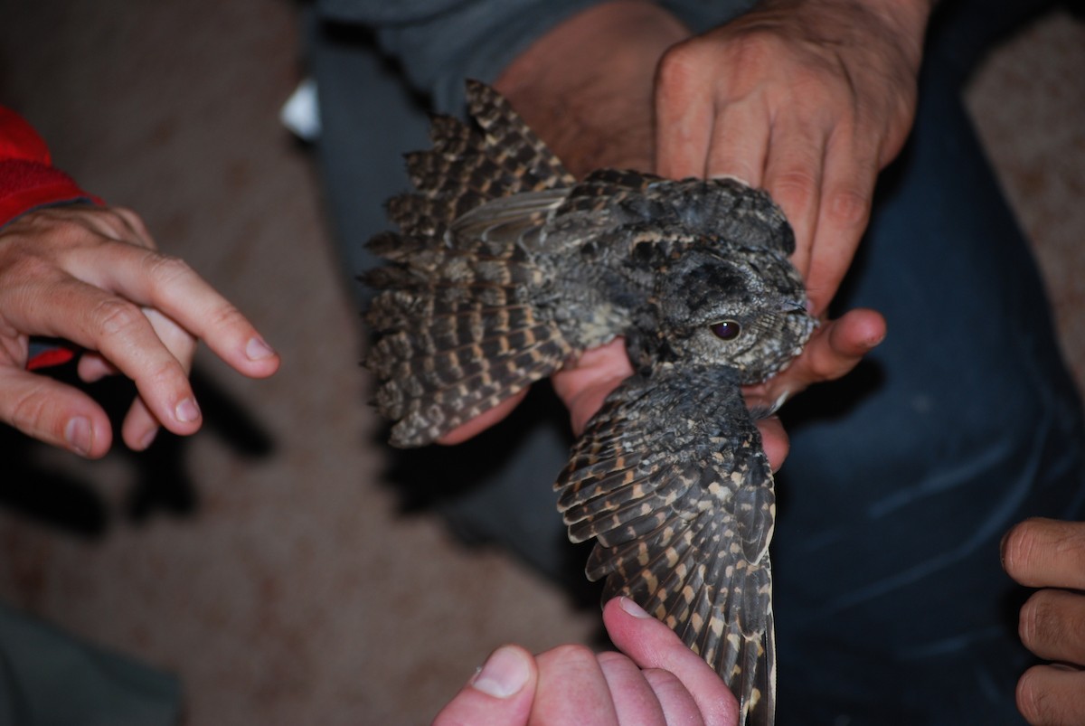 Todd's Nightjar - ML352886101