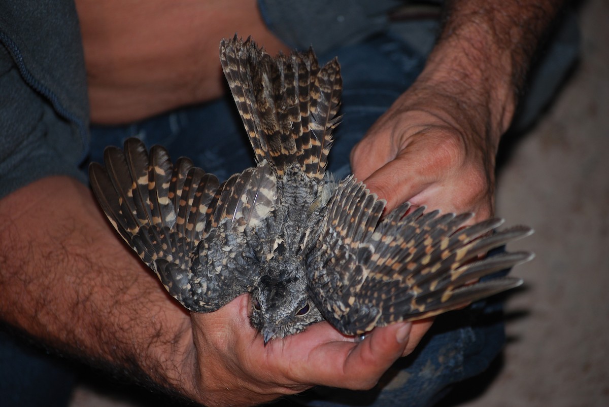 Todd's Nightjar - ML352886181