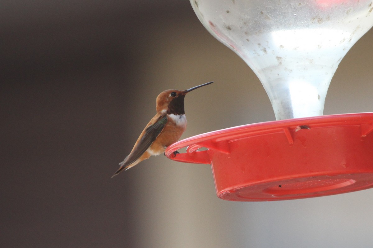 Rufous Hummingbird - ML352888451