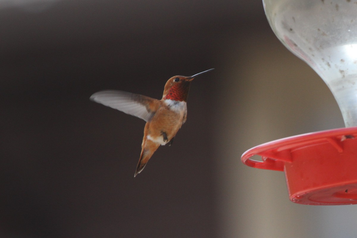 Rufous Hummingbird - ML352888461