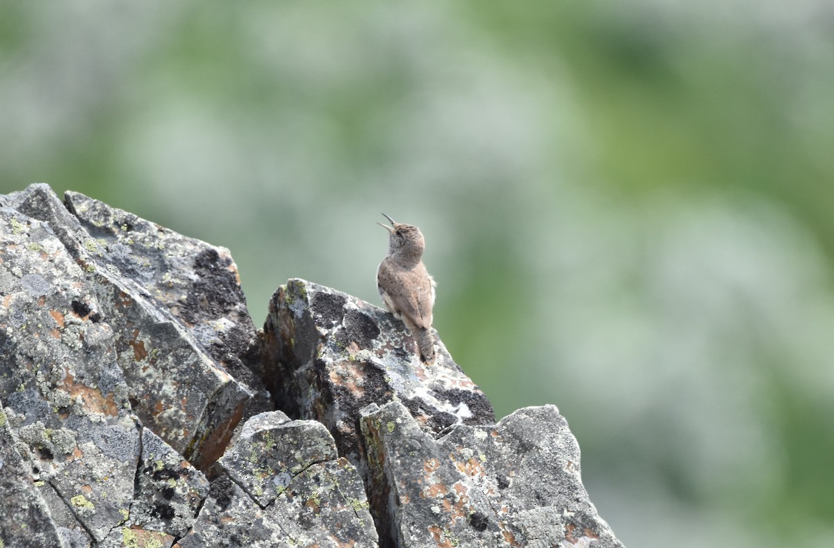 Rock Wren - ML352892171