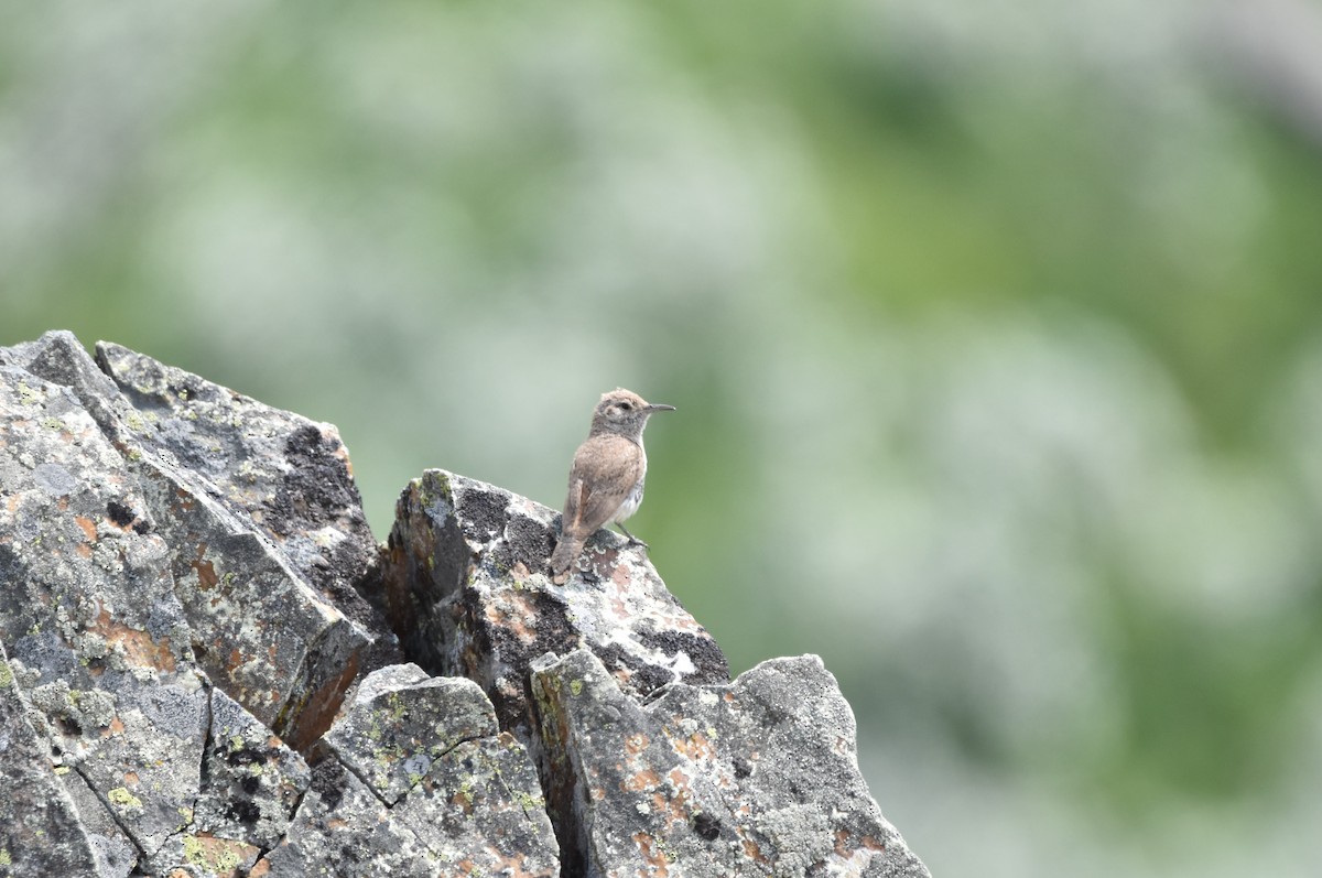 Rock Wren - ML352892211