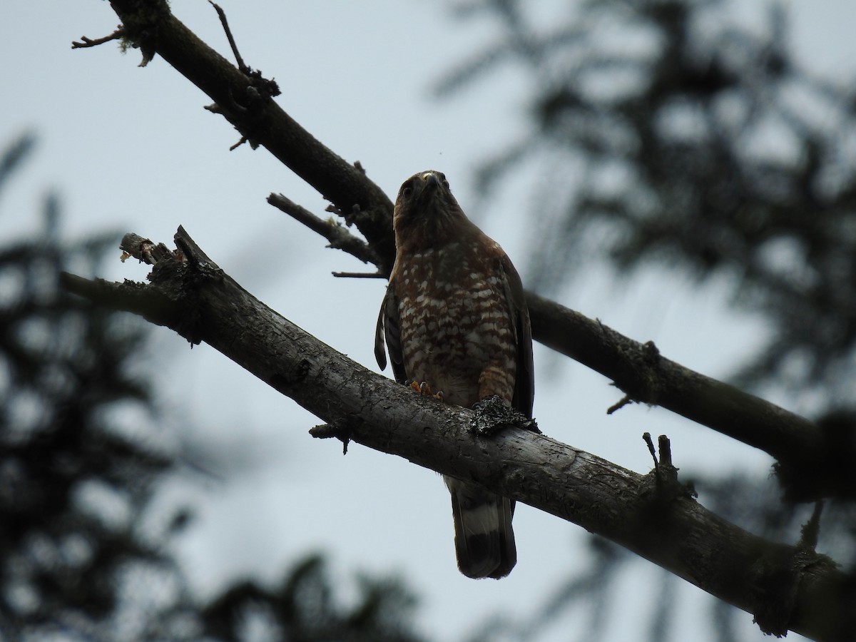 Broad-winged Hawk - ML352892771