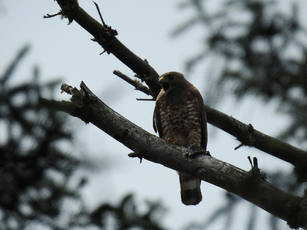 Broad-winged Hawk - ML352892791