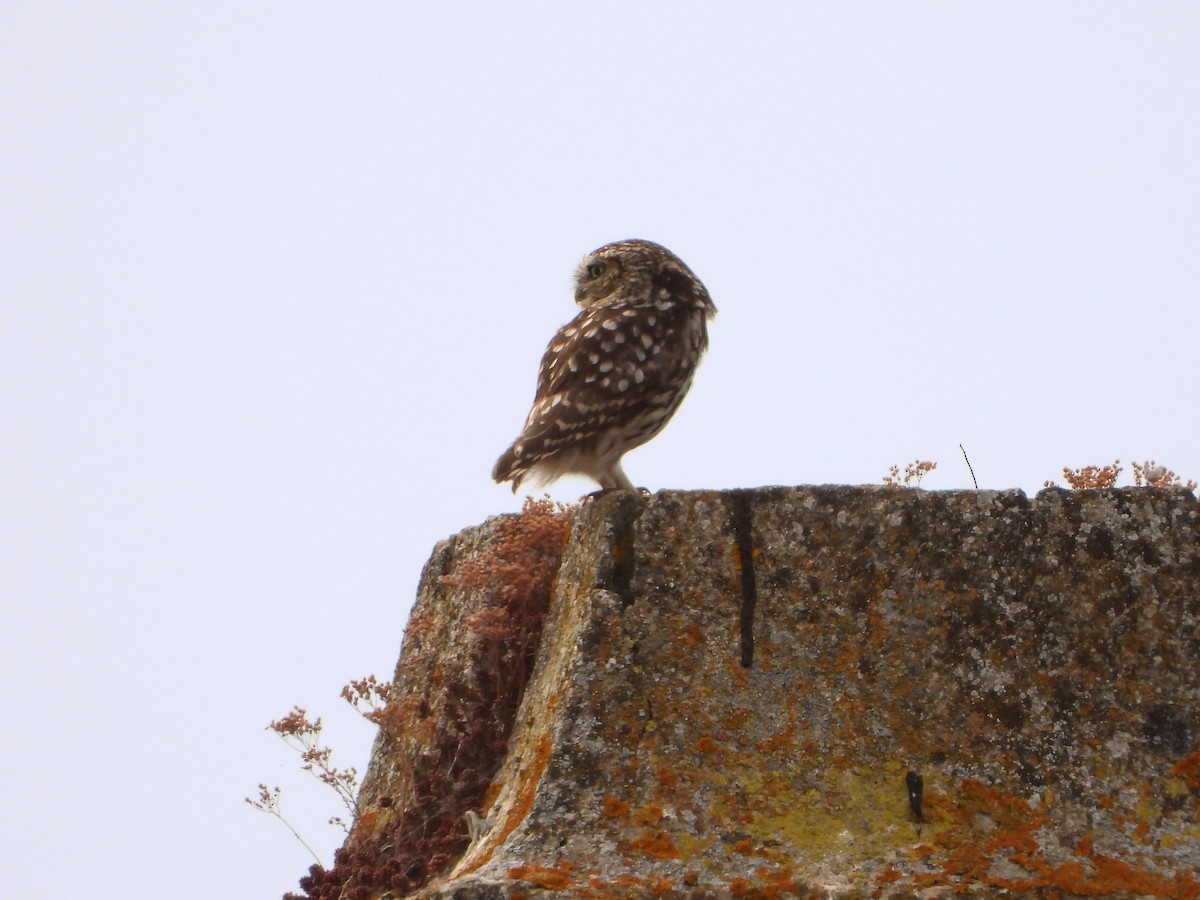 Little Owl - ML352893341