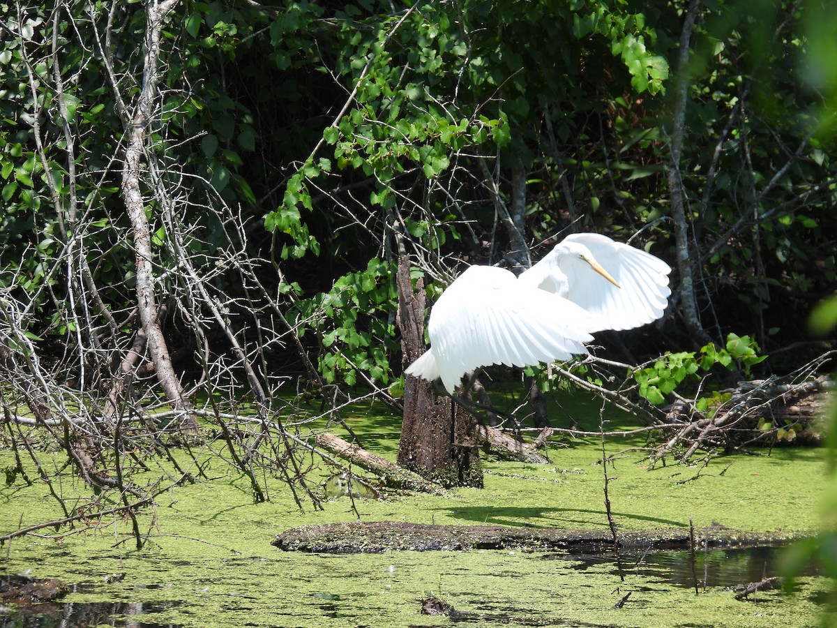 Great Egret - ML352894071