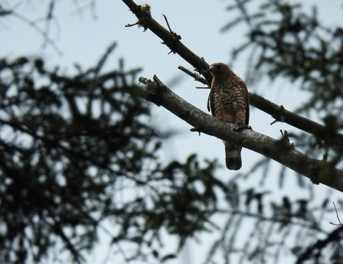 Broad-winged Hawk - ML352894121