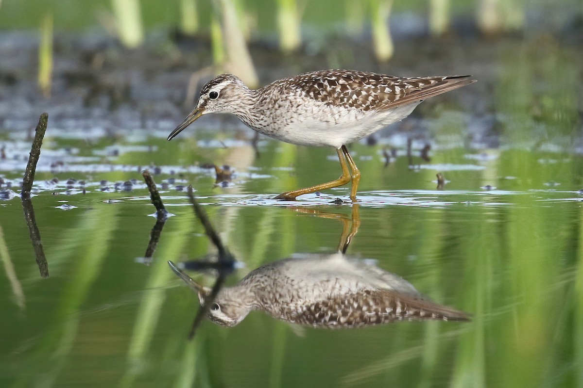 Bruchwasserläufer - ML352895881