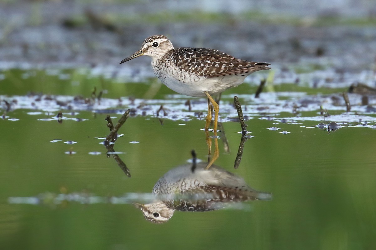 Bruchwasserläufer - ML352896041