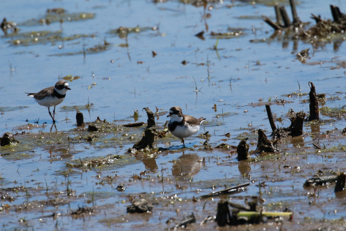 Semipalmated Plover - ML352897071