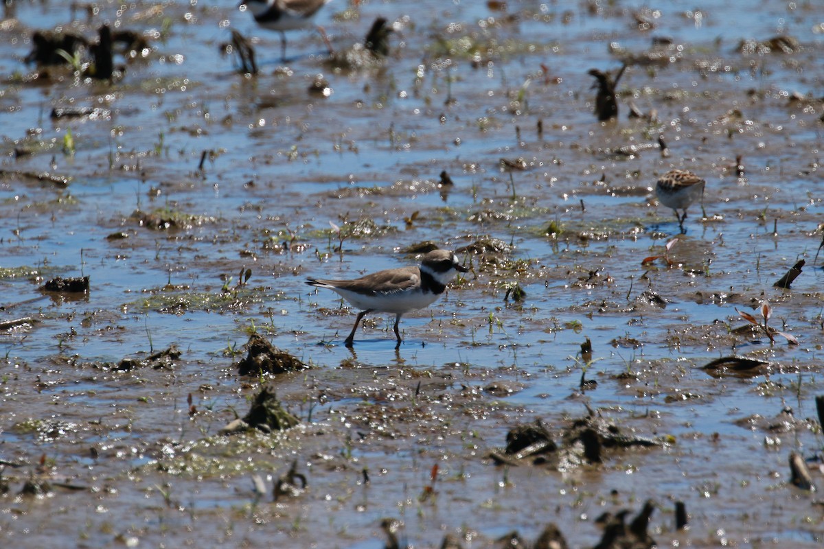 Semipalmated Plover - ML352897111