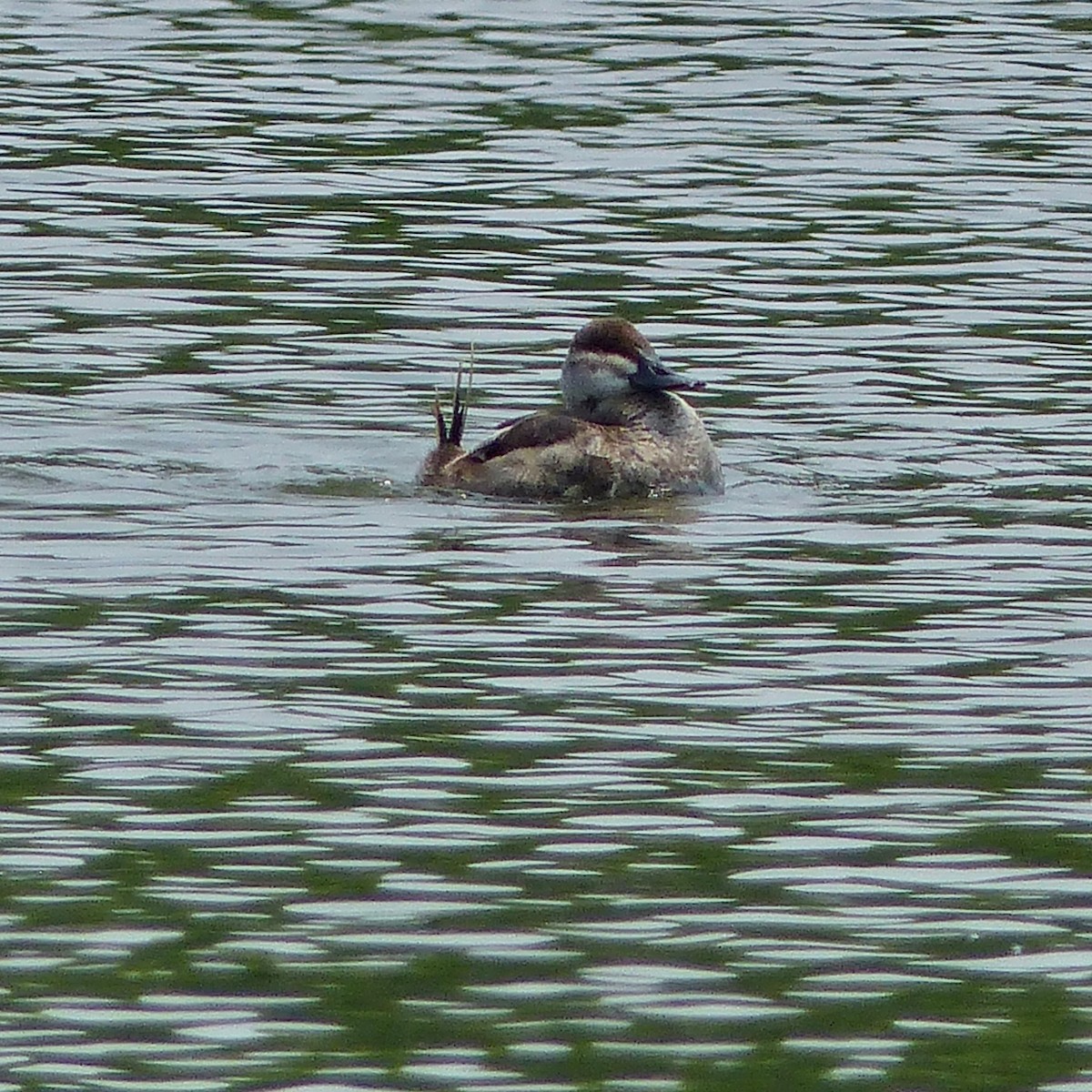 Ruddy Duck - ML352897611