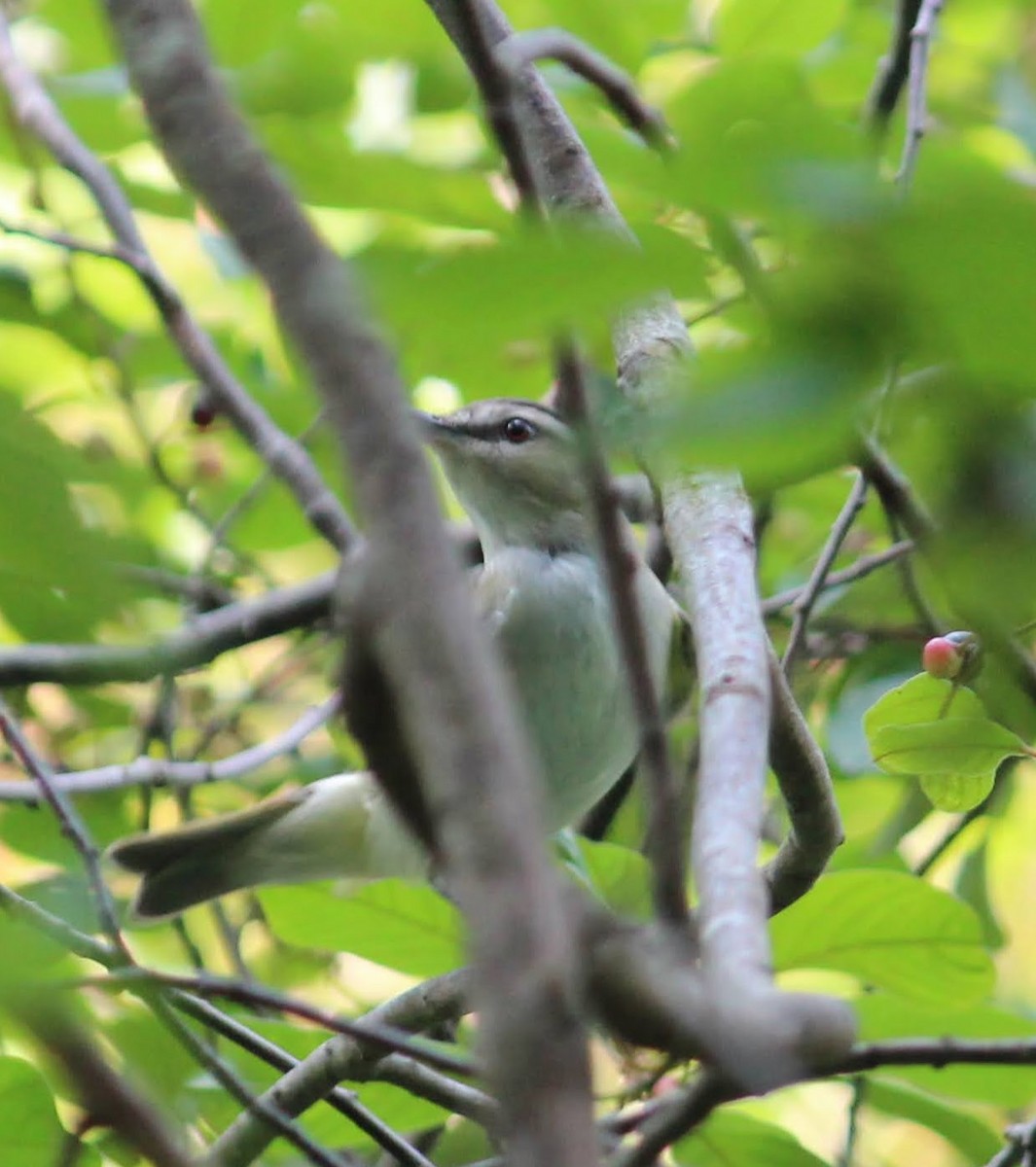 rødøyevireo - ML352898971