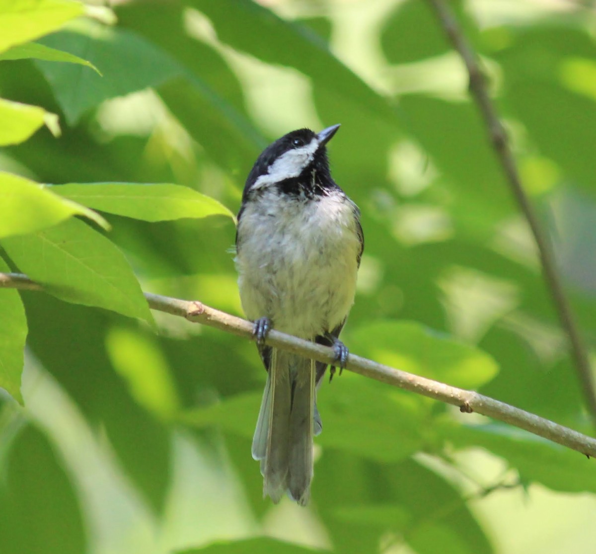 Black-capped Chickadee - ML352899031