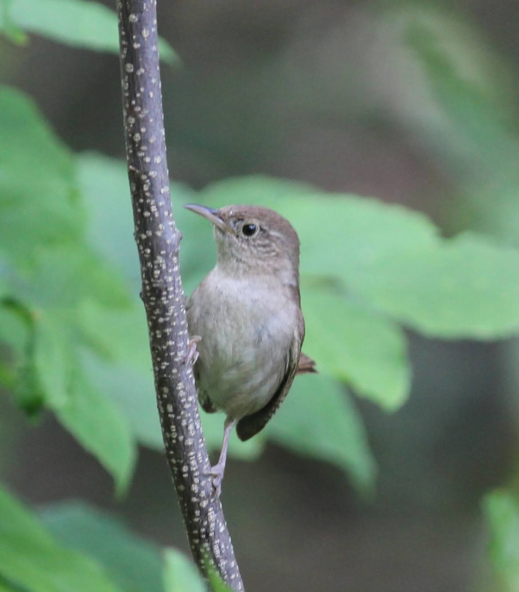 House Wren - ML352899051