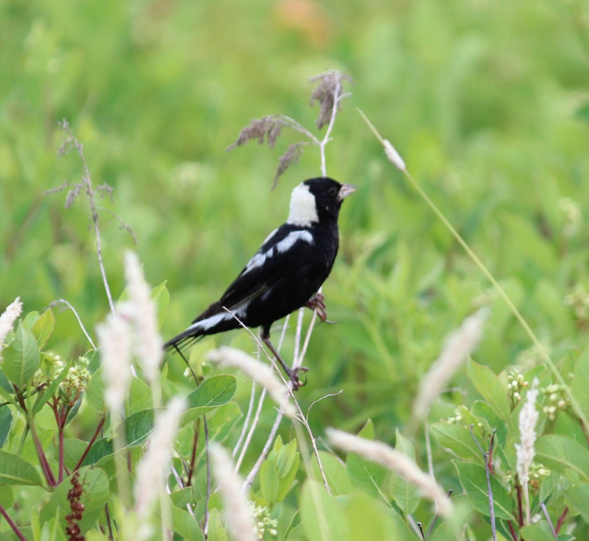 Bobolink - ML352899181
