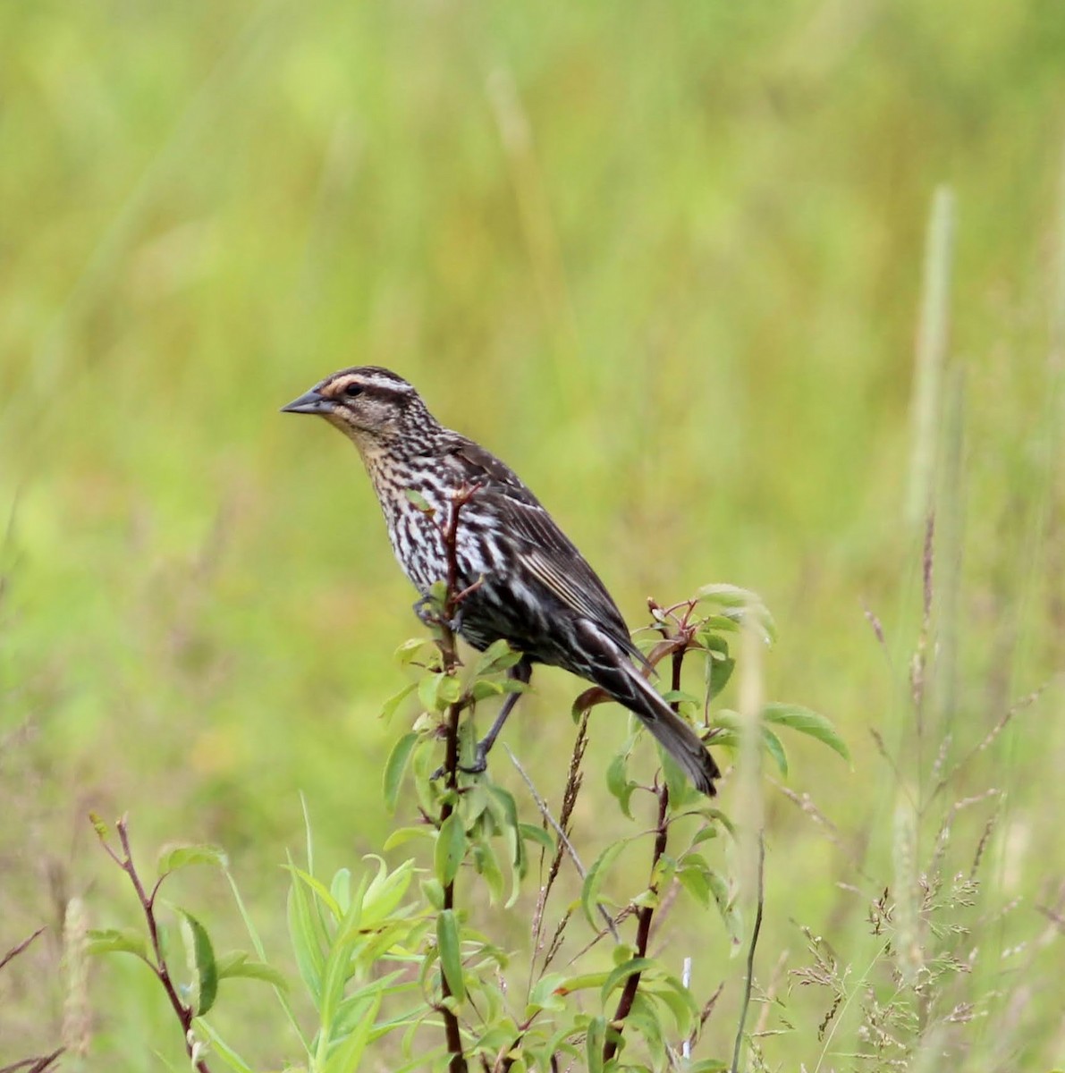Red-winged Blackbird - ML352899211