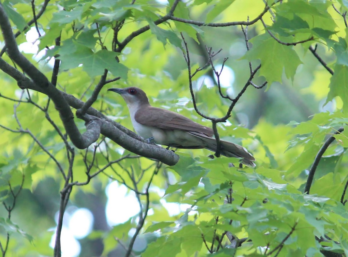 Black-billed Cuckoo - ML352899501