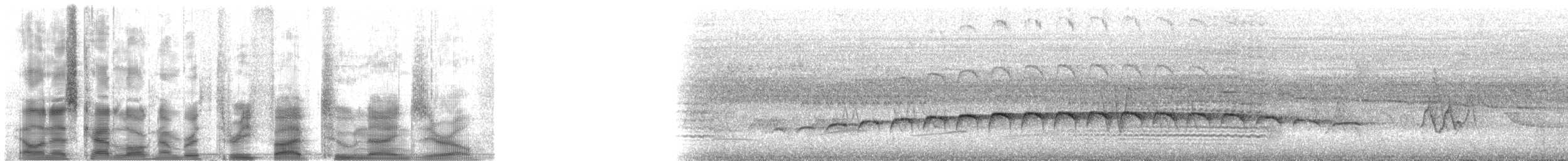Large-tailed Antshrike - ML35290