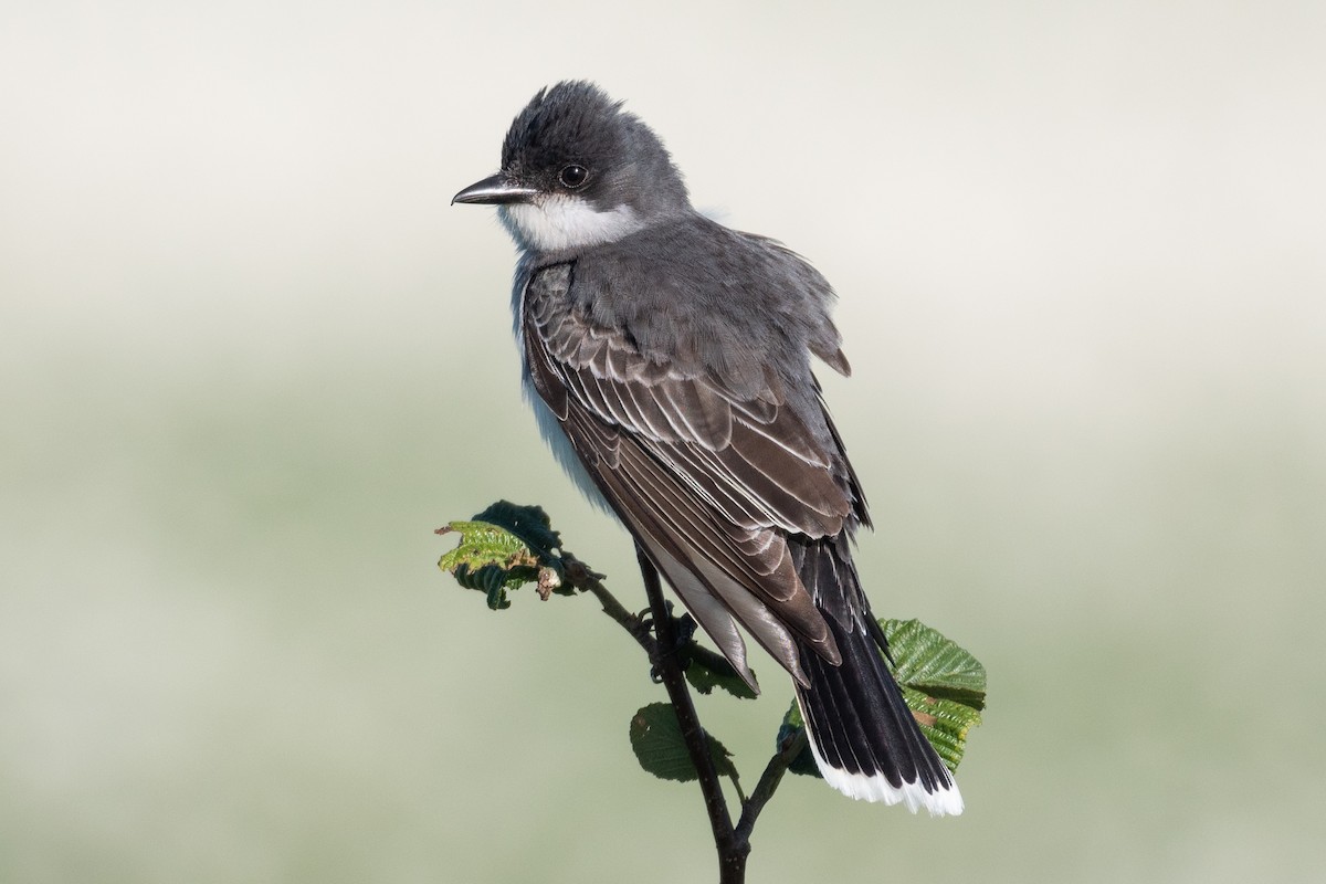 Eastern Kingbird - David Turgeon