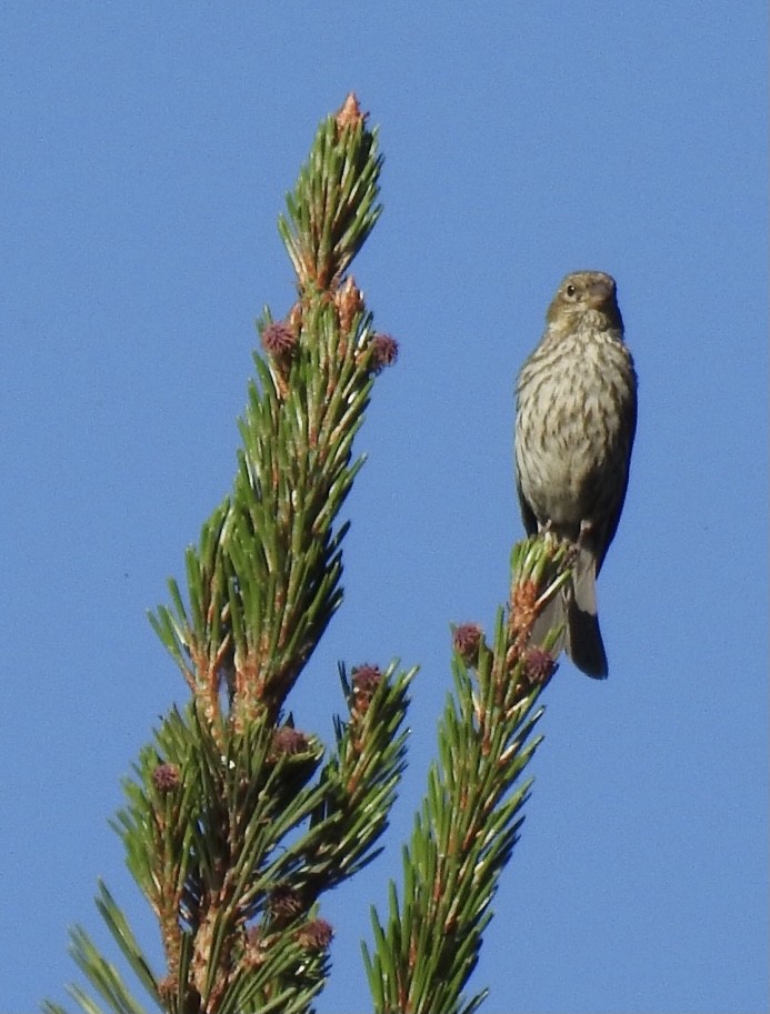 Cassin's Finch - ML352902201