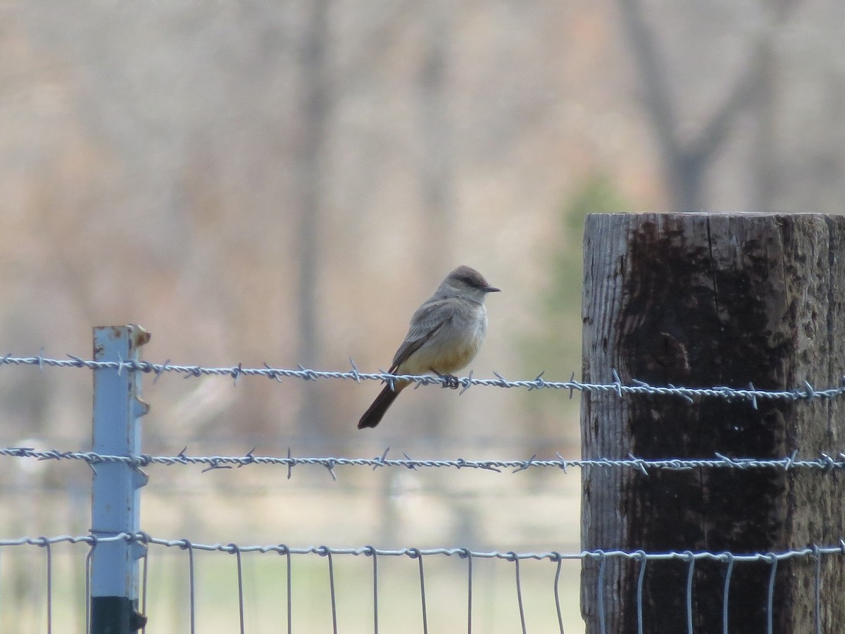 Say's Phoebe - ML35290311