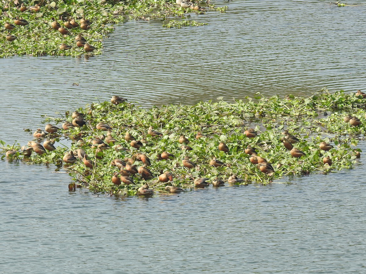 Lesser Whistling-Duck - ML35290321