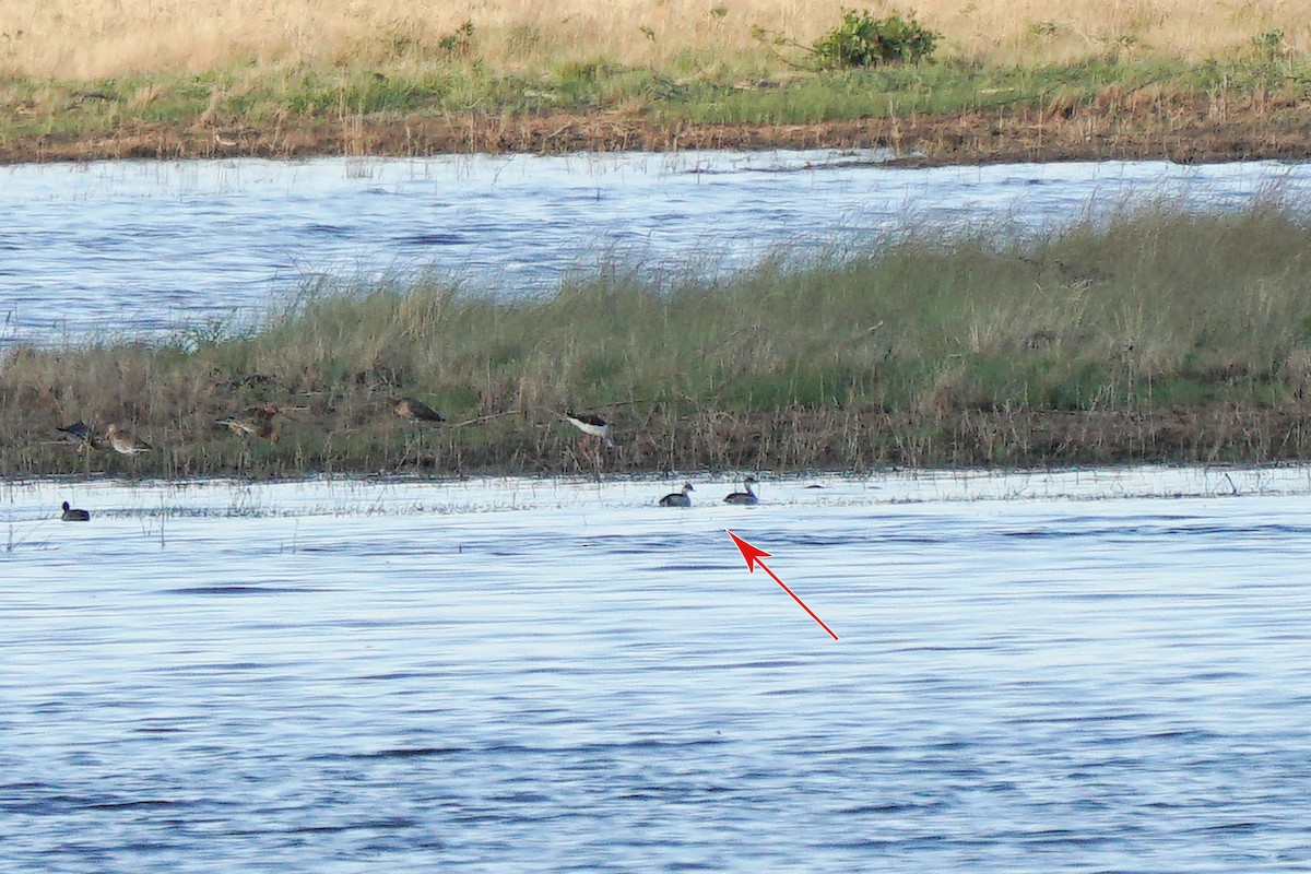 Eared Grebe - ML352904081