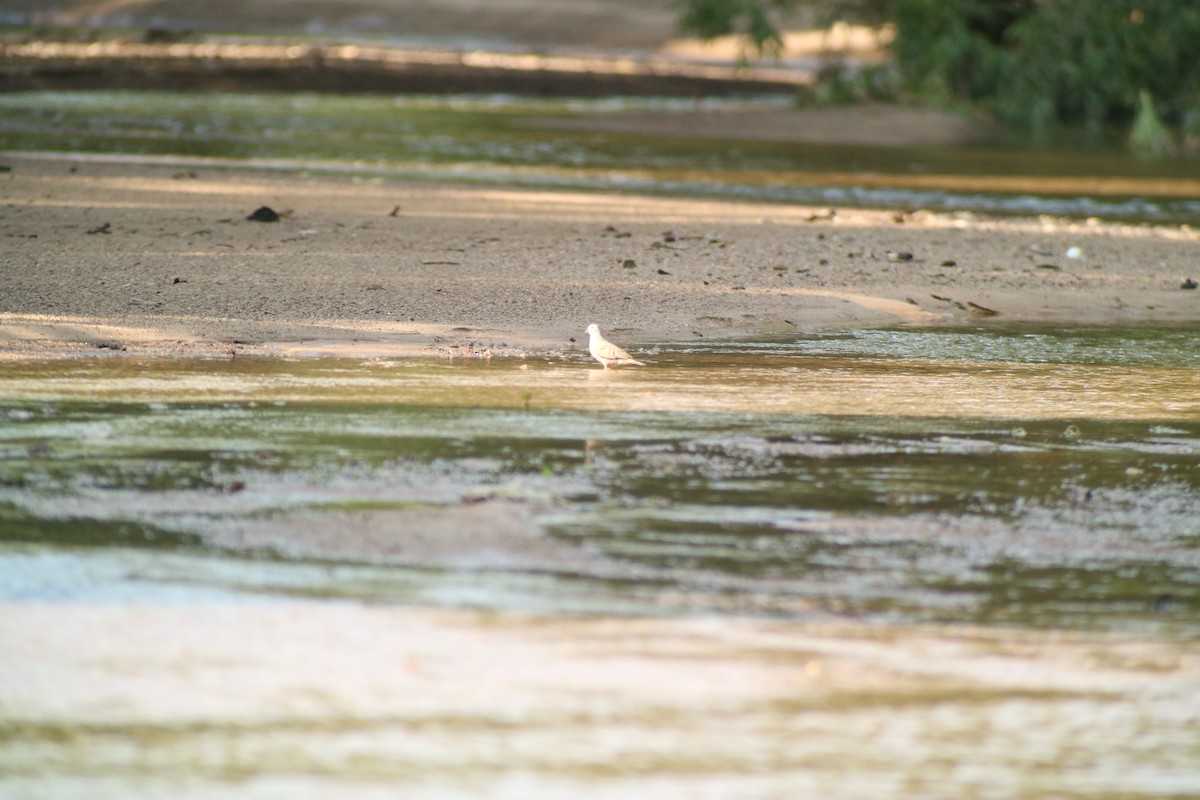 Common Ground Dove - ML352906251