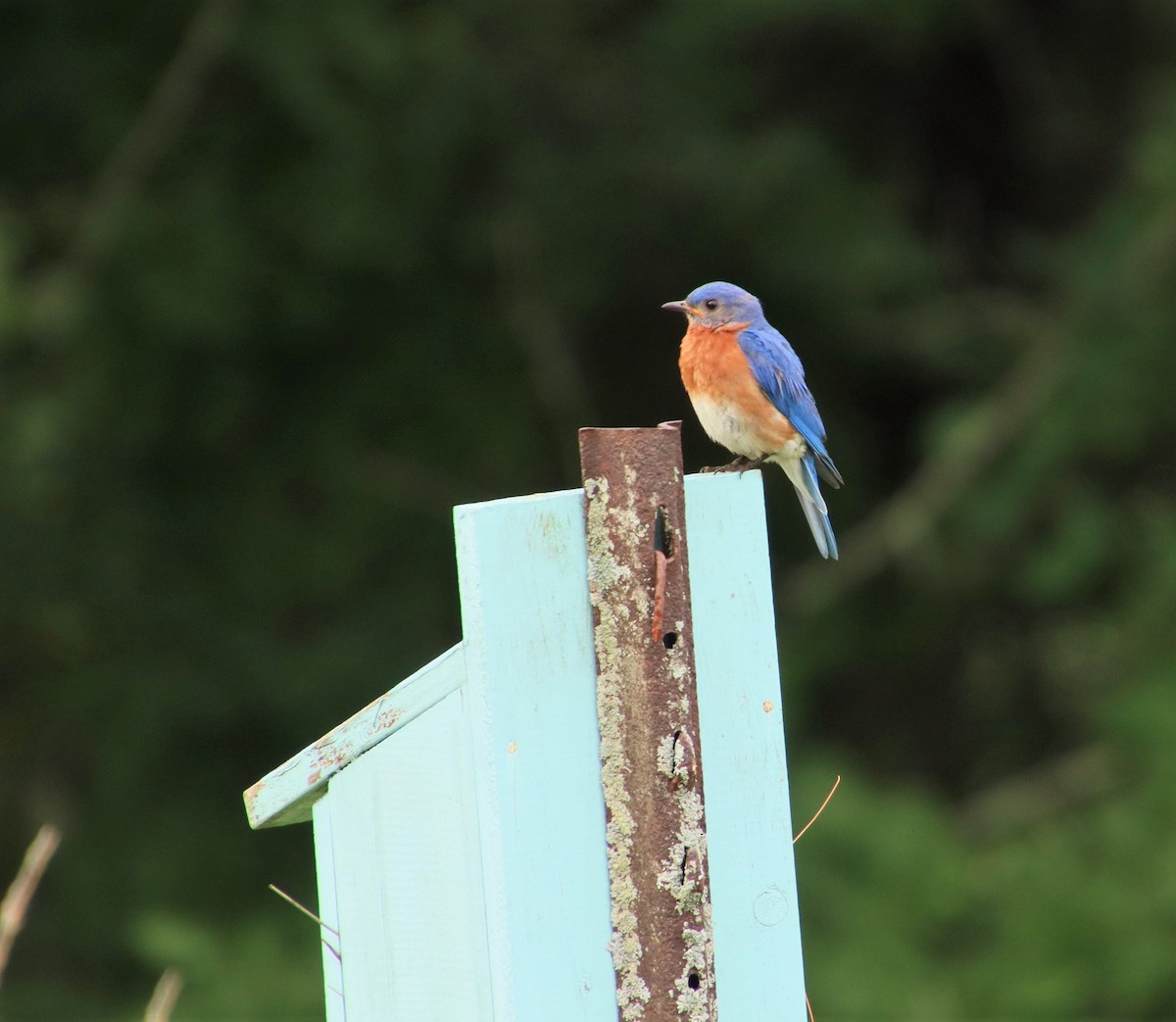 Eastern Bluebird - ML352909731