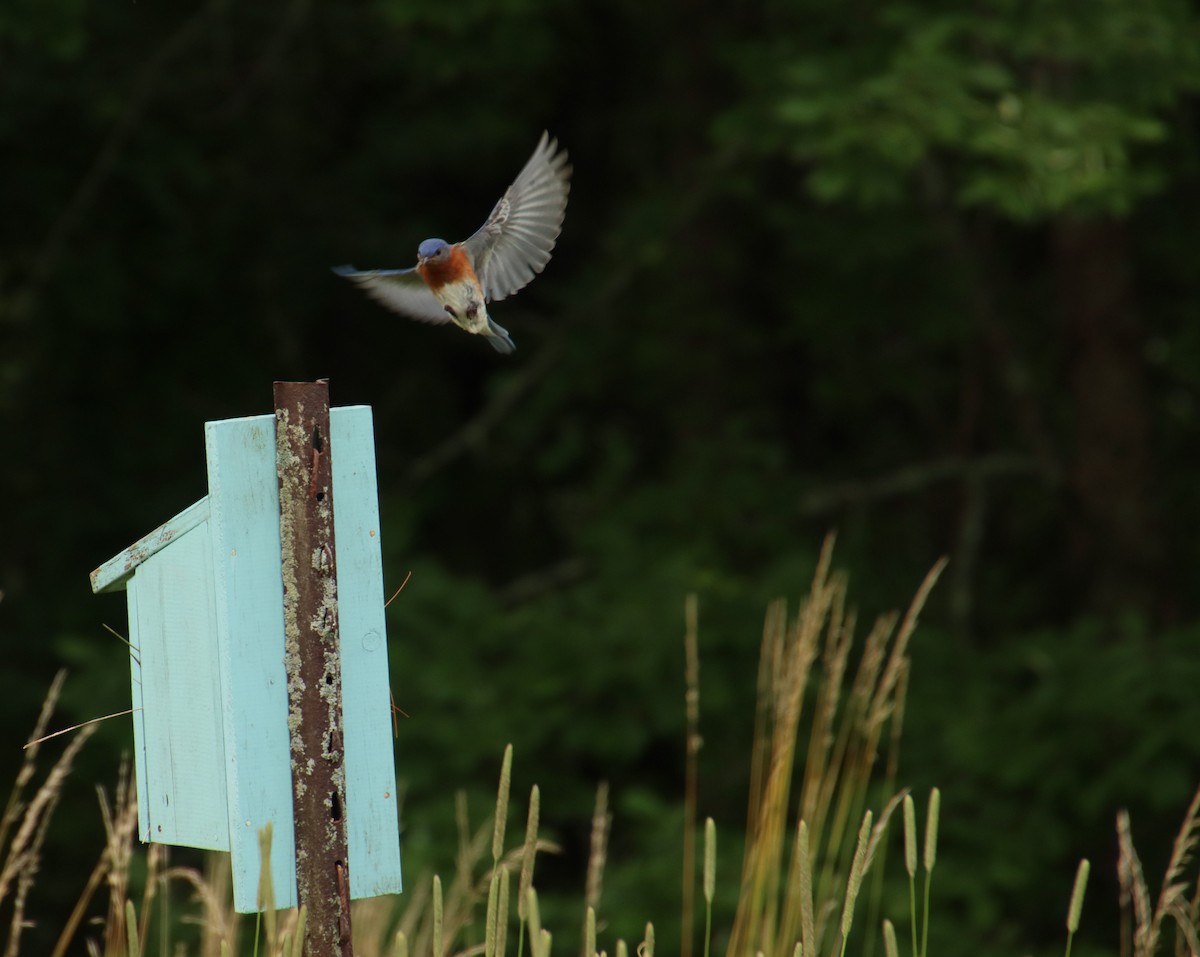 Eastern Bluebird - james magaldi