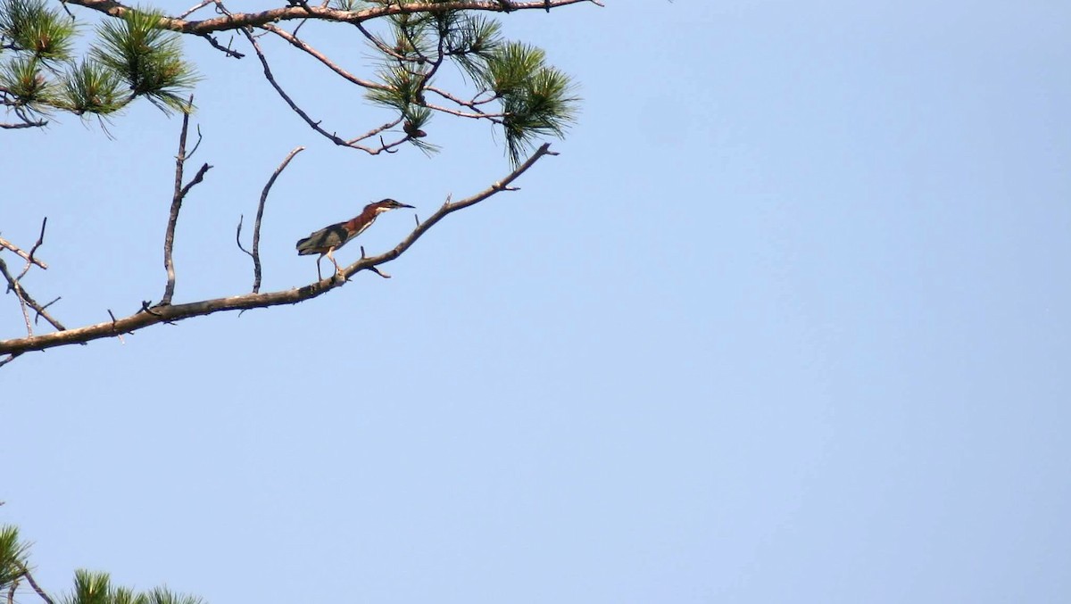 Green Heron - ML352909981