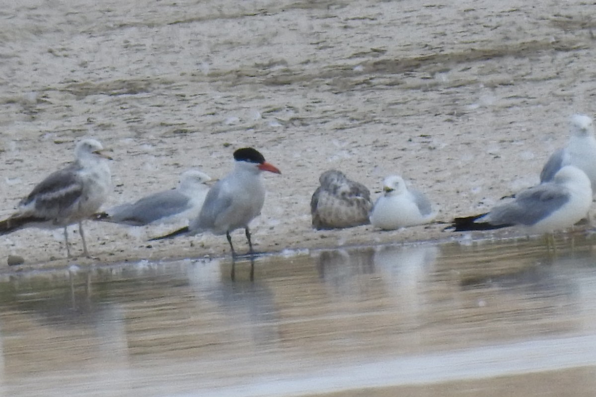 Caspian Tern - JC Clancy