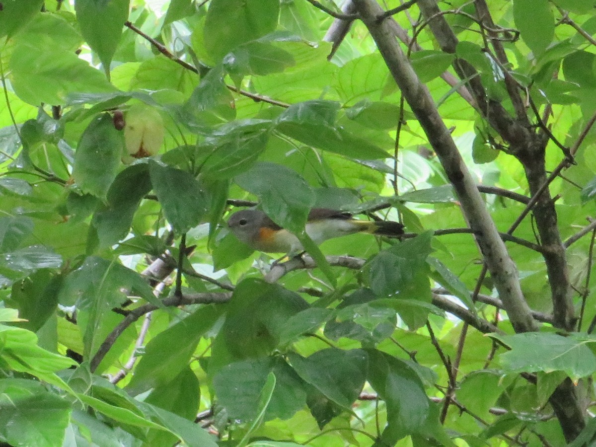 American Redstart - ML352911111