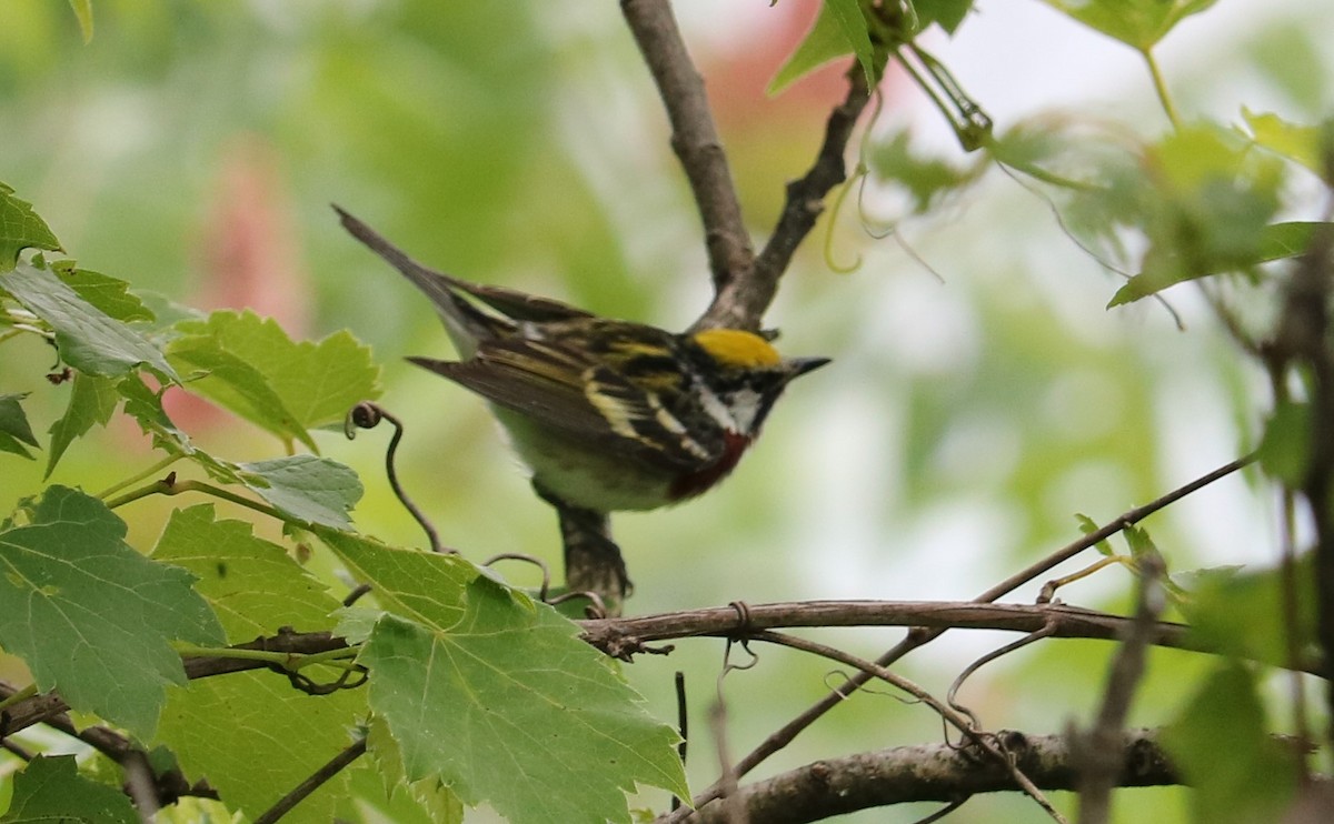 Chestnut-sided Warbler - ML352911131