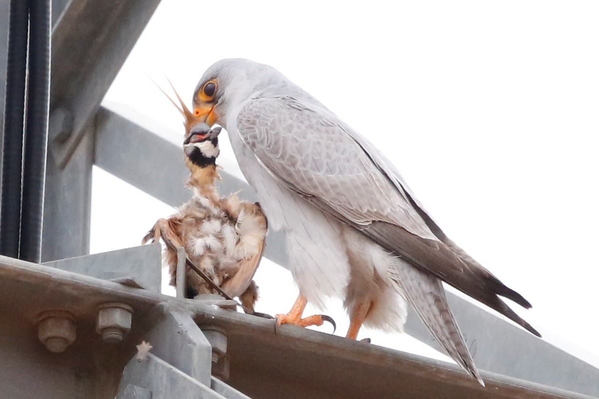 Gray Falcon - Paula Bowler