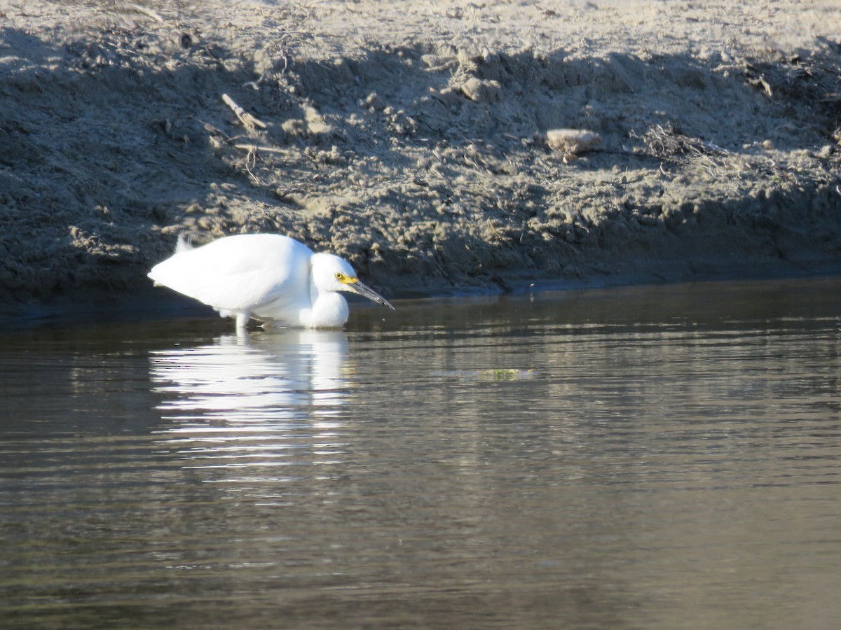 Snowy Egret - hola avis