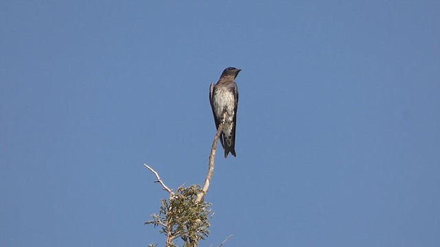 Golondrina Sureña - ML352914901