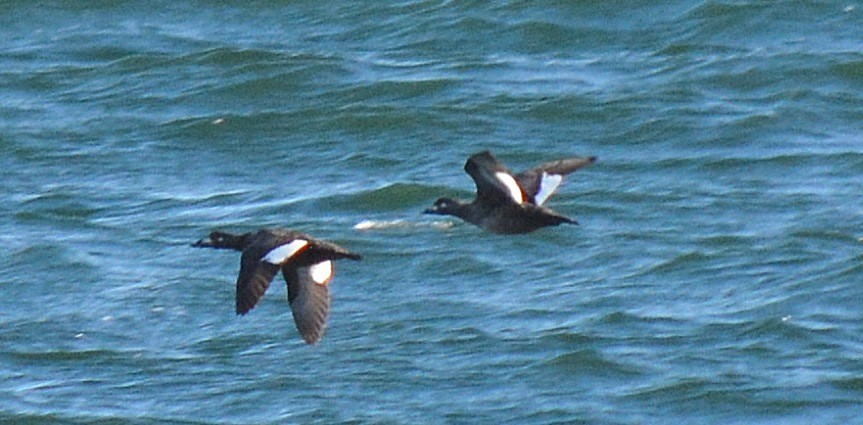 White-winged Scoter - Robert Norton