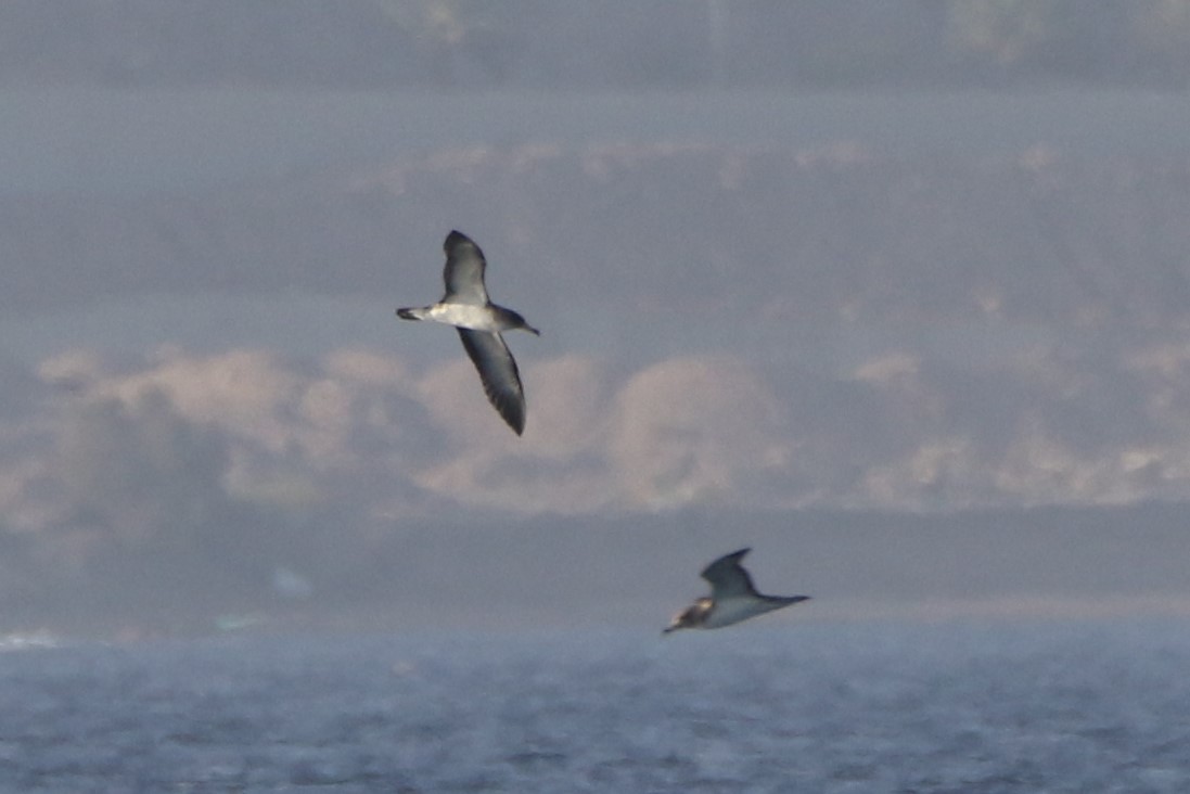 Cory's Shearwater (borealis) - ML352917921