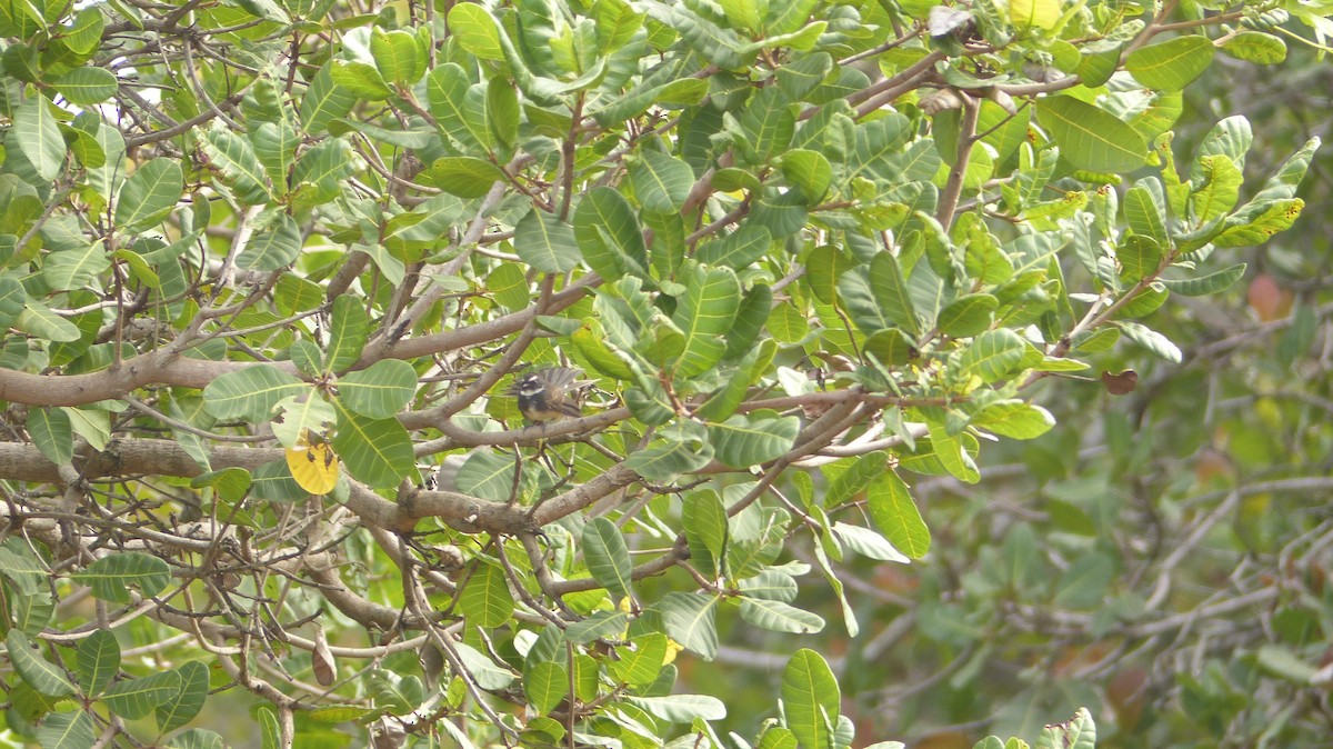 Spot-breasted Fantail - Ashwin Viswanathan