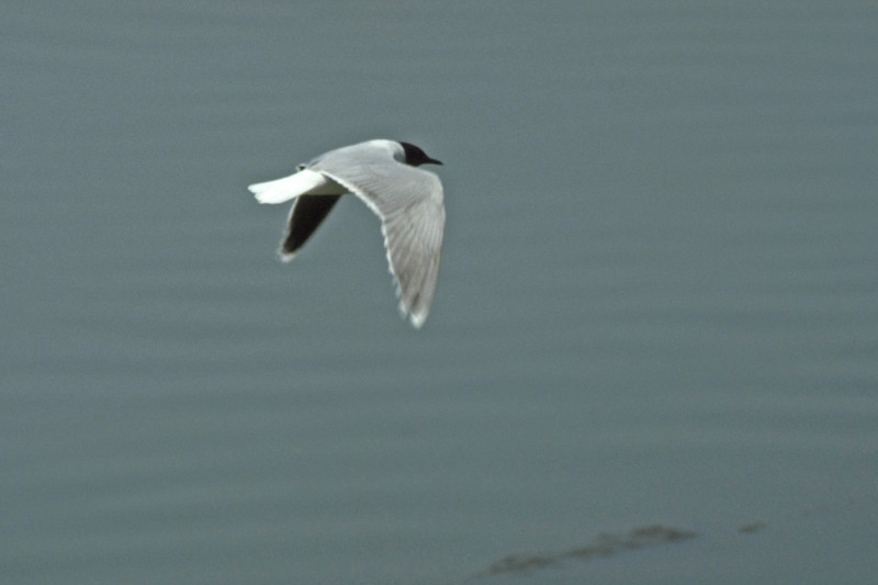 Little Gull - ML35291981