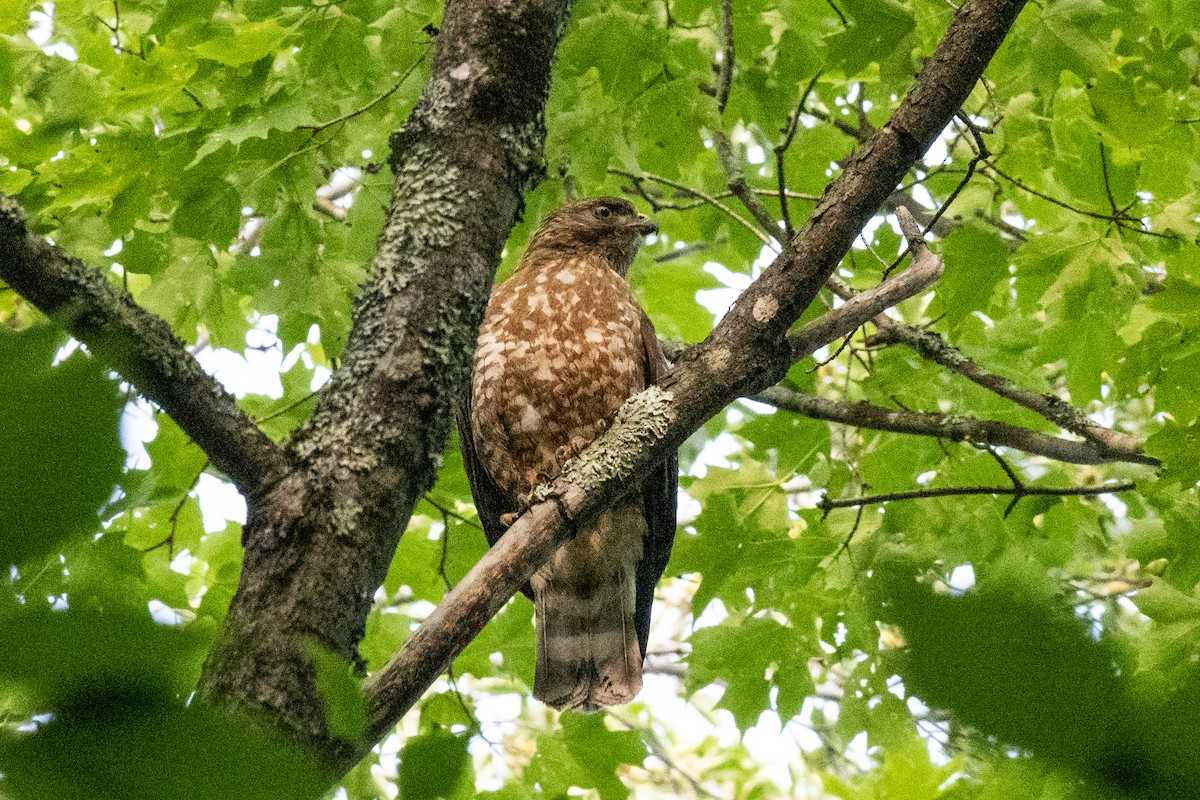 Broad-winged Hawk - ML352921381